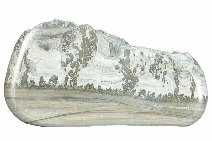 Triassic Aged Stromatolite Fossil - England #285799